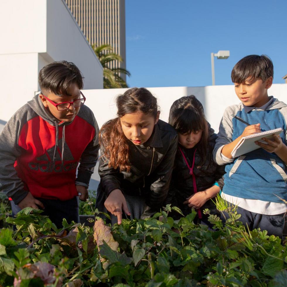 Four elementary students examine plants