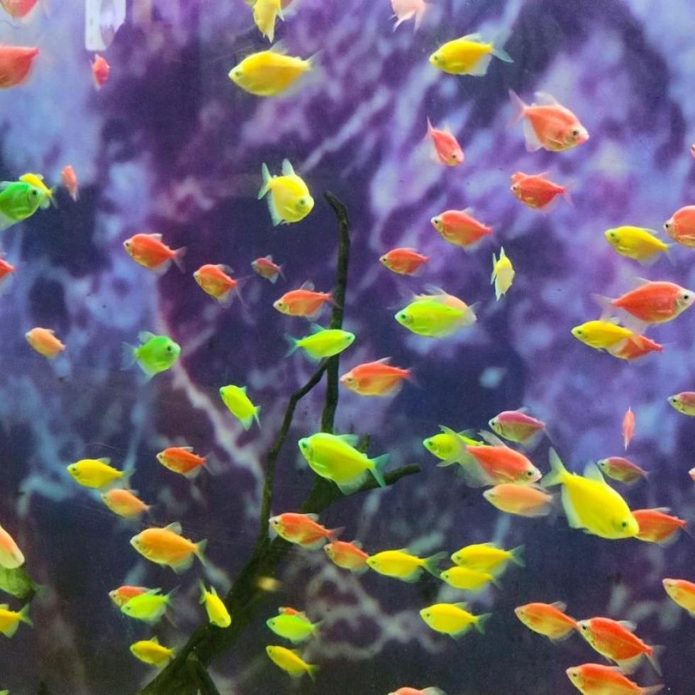 A school of tropical fish