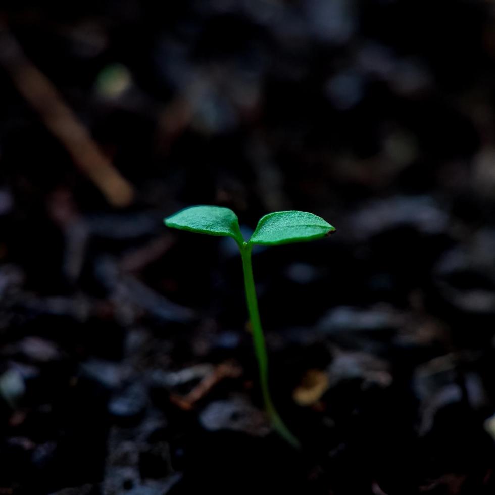 Photo of plant sprout coming out of the ground