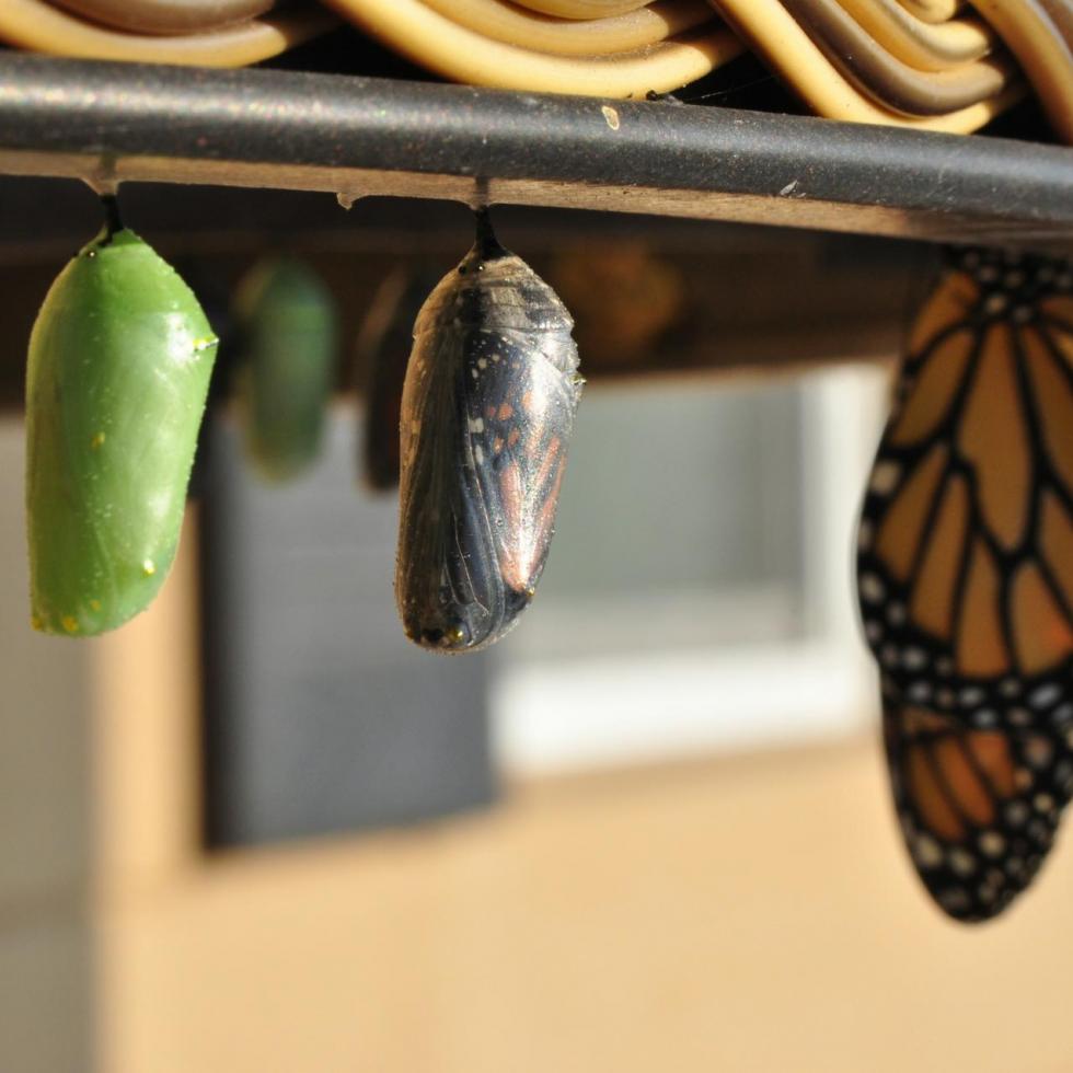 Three butterfly pupas