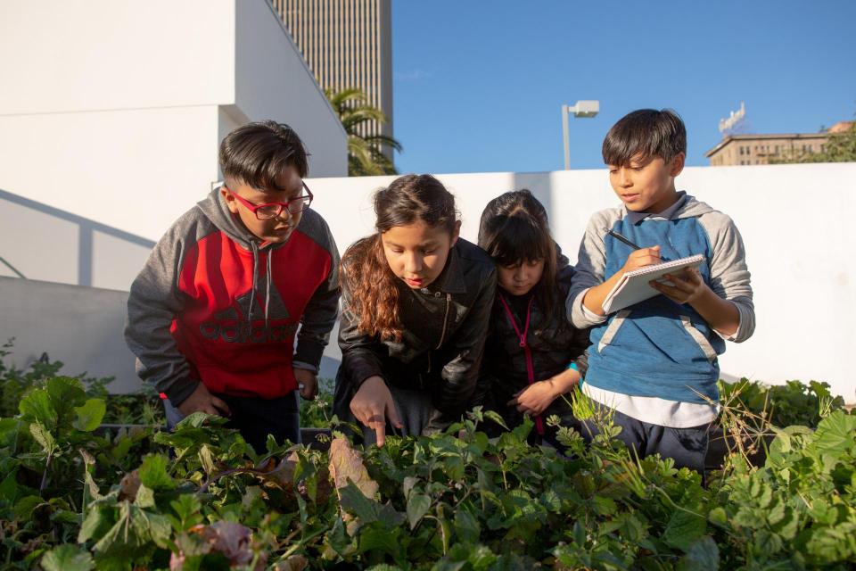 Four elementary students examine plants