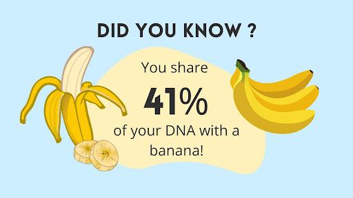 Two bundles of bananas and words saying "Did you know? You share 41% of  your DNA with a banana?"