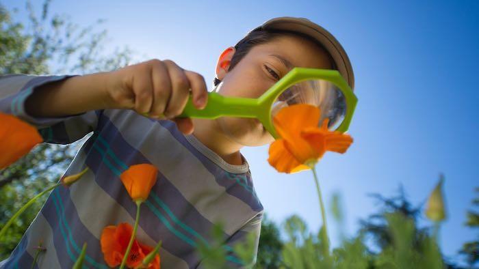 magnify poppy