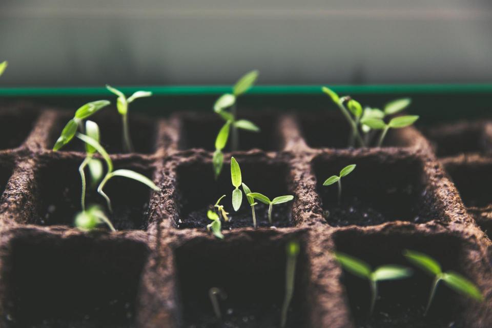 A close-up shot of sprouting weeds