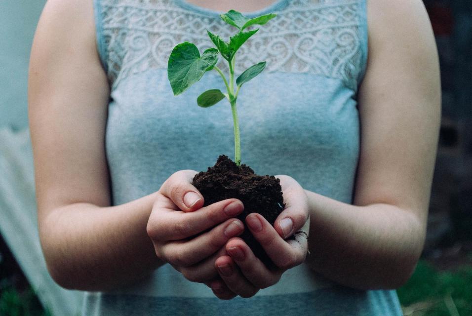 Girl holding dirt with a plant sprout in her hands