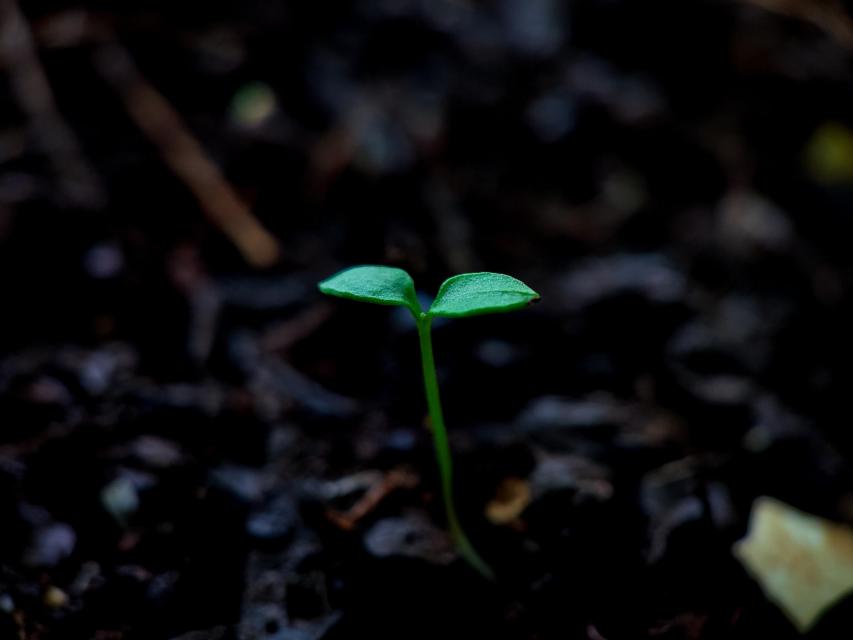 Photo of plant sprout coming out of the ground