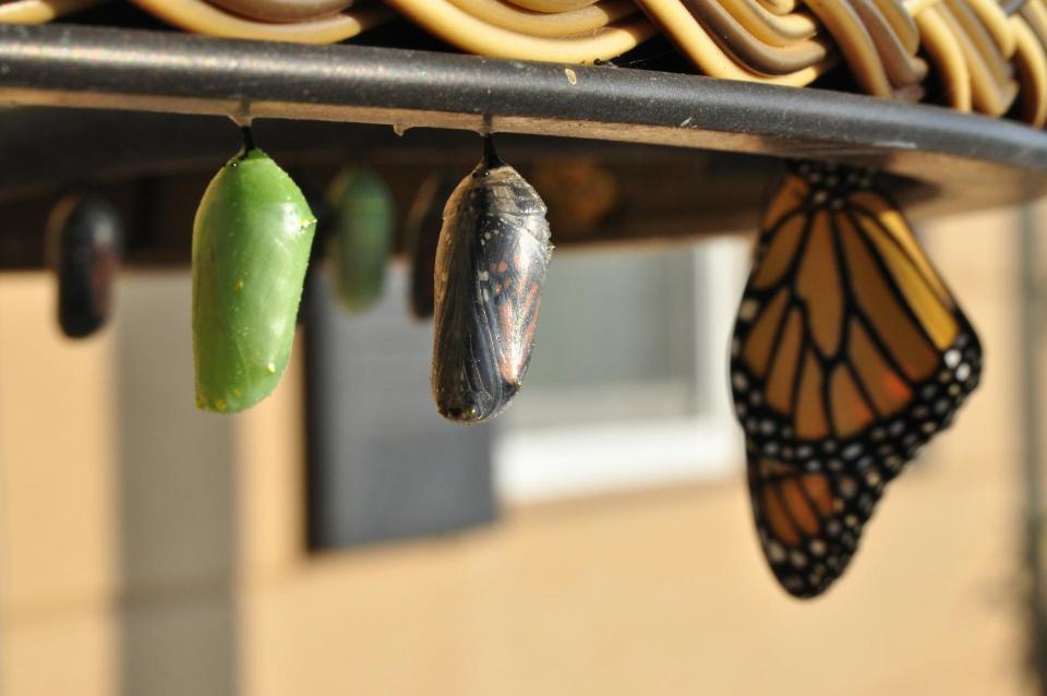 Three butterfly pupas