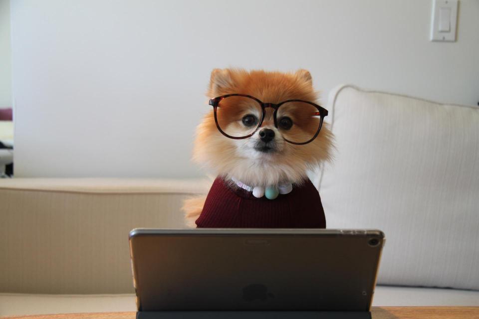 Dog wearing glasses sitting with a laptop