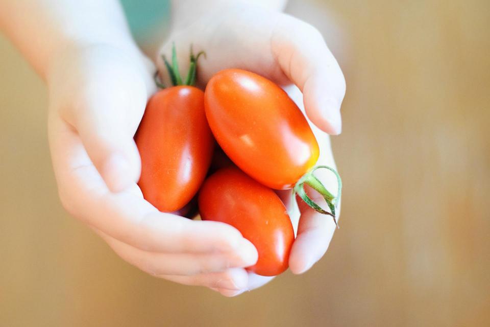 tomatoes in hand