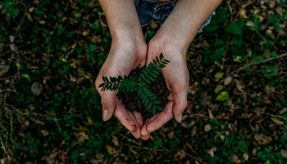 Two hands cupping dirt with a plant in it